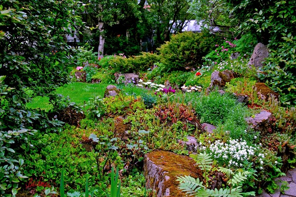 My neighbor´s garden !