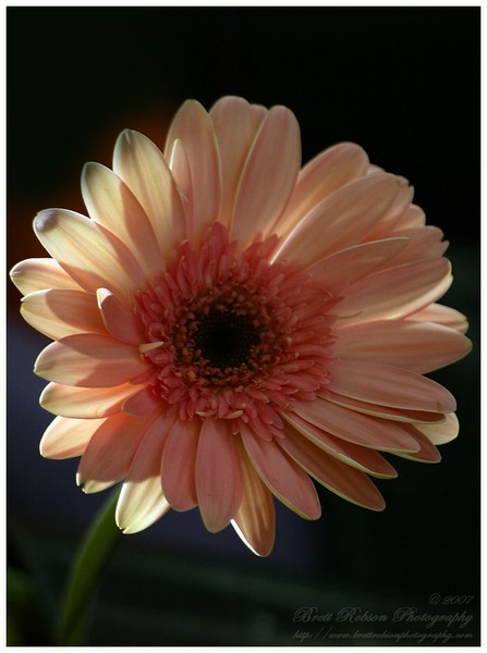 Amore di luce