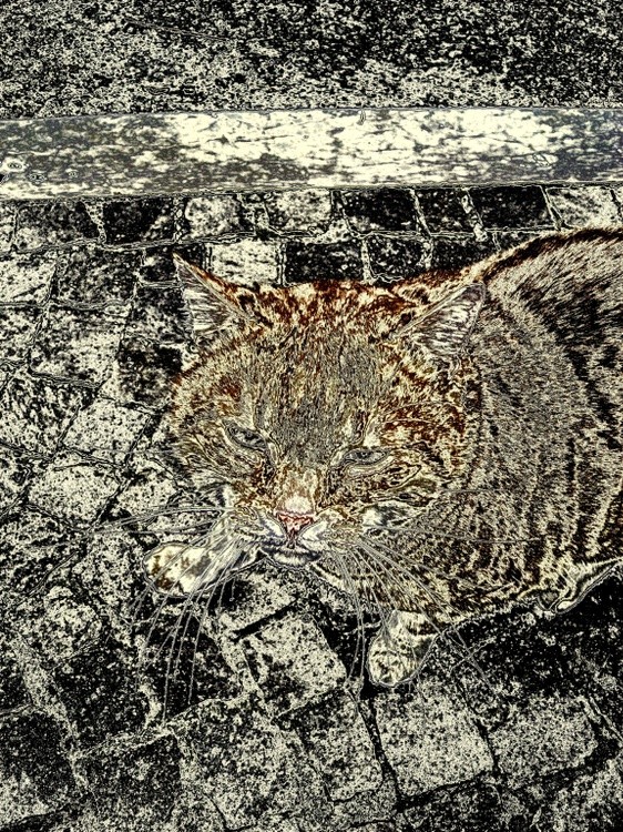  Macavity  Where are you?