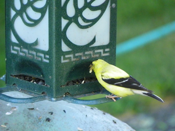 Great Food For A Hungary Bird