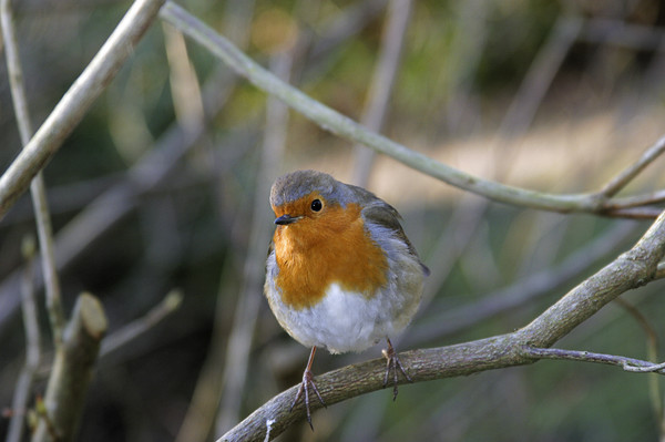 Robin_1