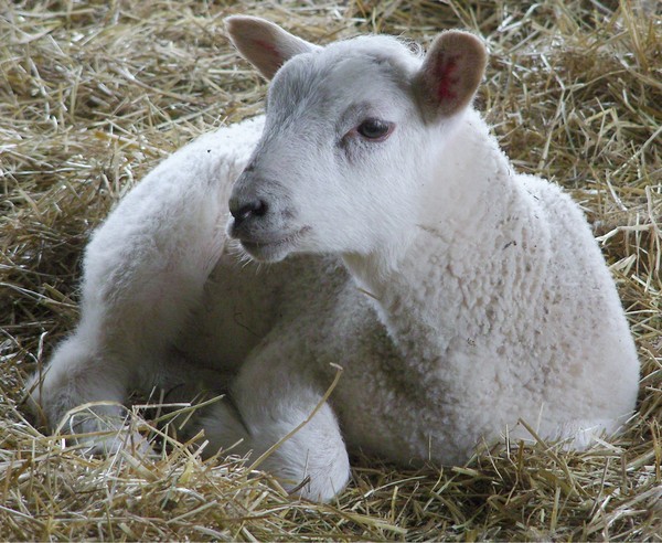 Spring Lamb