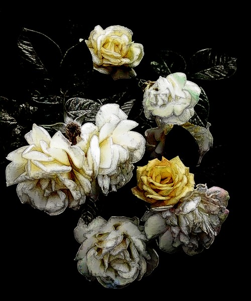 Roses & Frost
