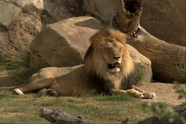 Mid Afternoon In Lion Land