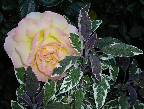 Rose & Sage