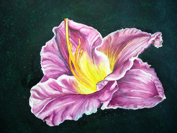 Dark Lilly