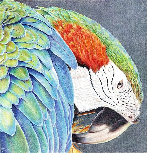 Parrot