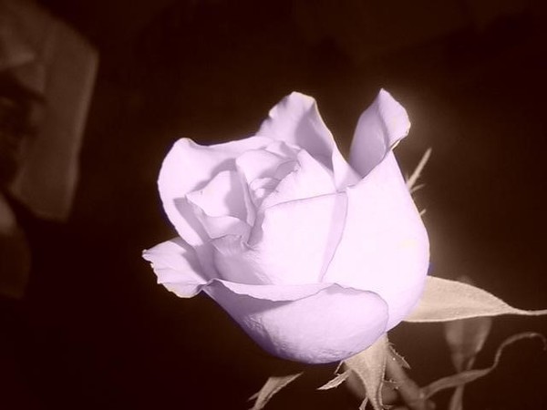 DJ Rose 