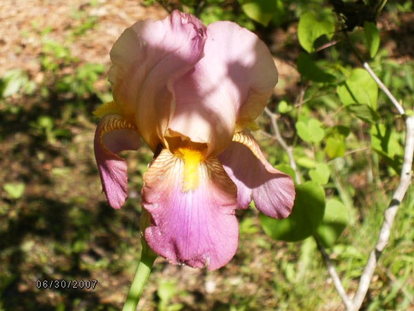 Summer Flowers