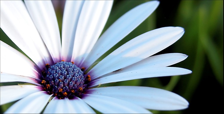 Mission Flower