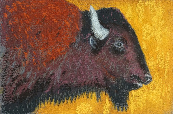 Yellowstone Buffalo