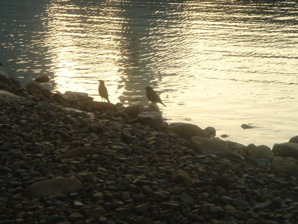 Birdies at sunset