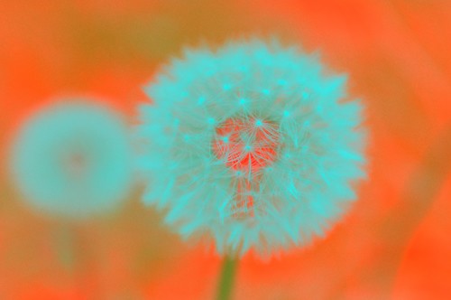 Dandelion Extremis