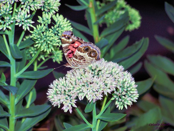 Beautiful Painted Lady