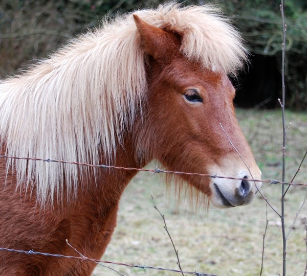 Barnyard Beauty