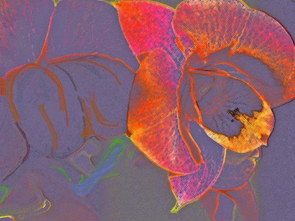 Orchids