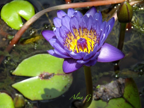      Water Lily