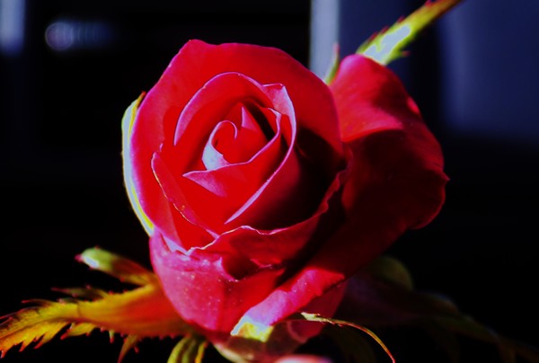 Red Red Roses 3