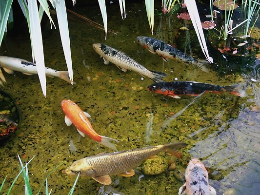 Group of Karp together