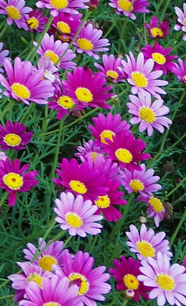Purple Party