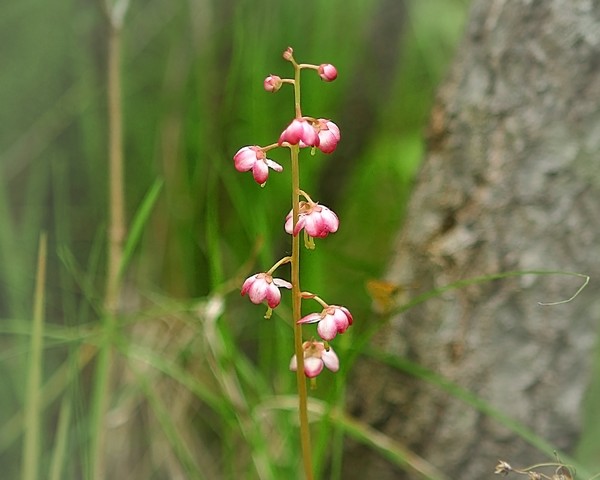 Pink Pyrola