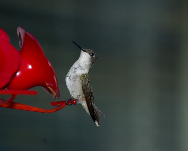 Ruby-throat Hummingbird