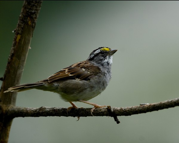White-Throated Sparrow