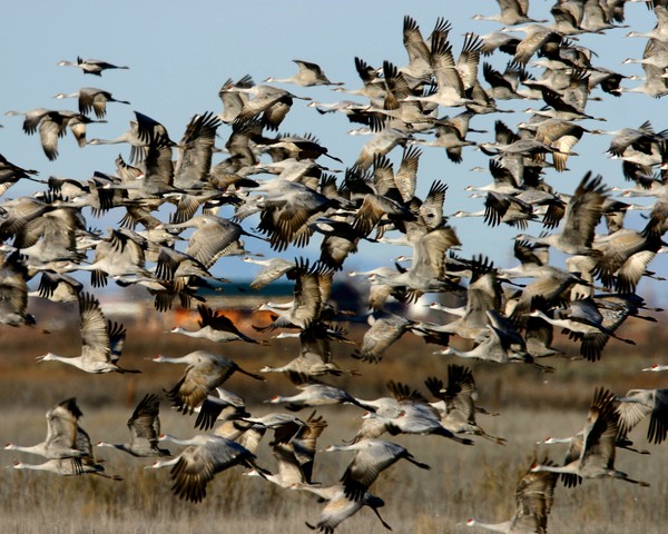 Crane Explosion