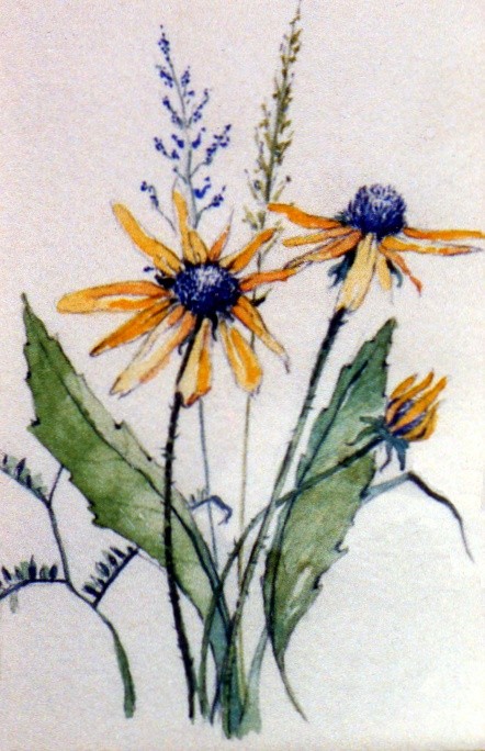 black-eyed susan 