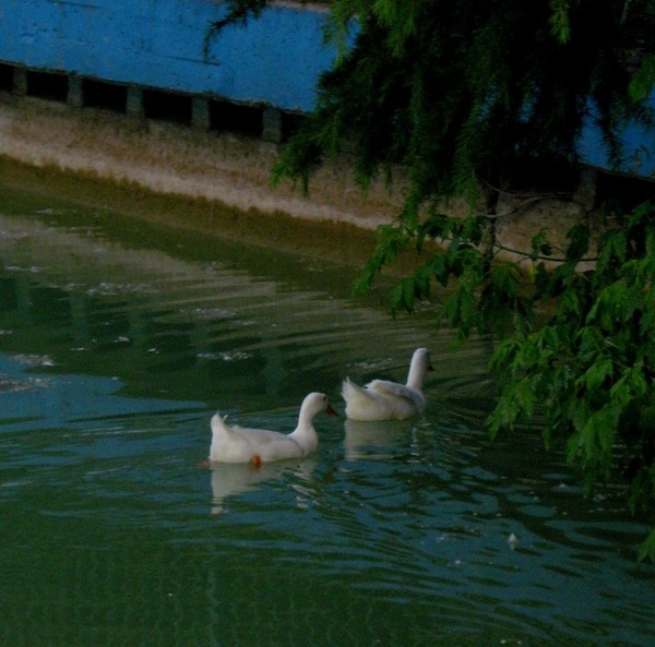 ducks sweeming