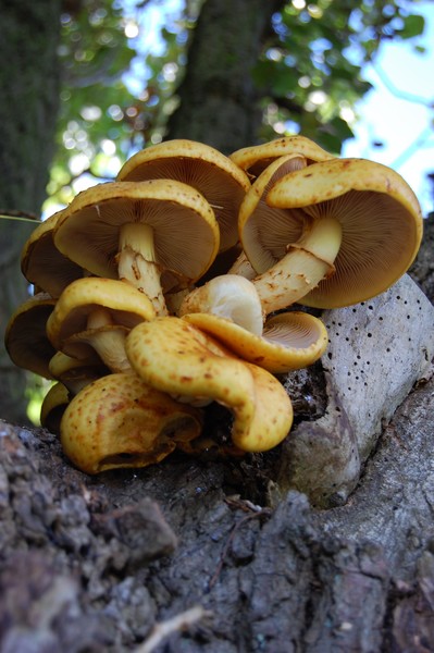 fungi up a tree