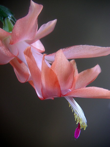 Holiday Cactus Gliding