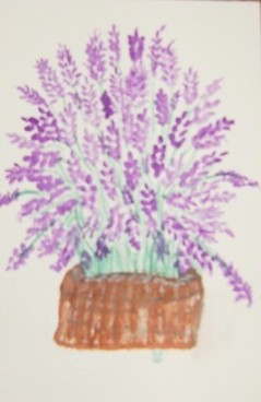 Lavender Plant