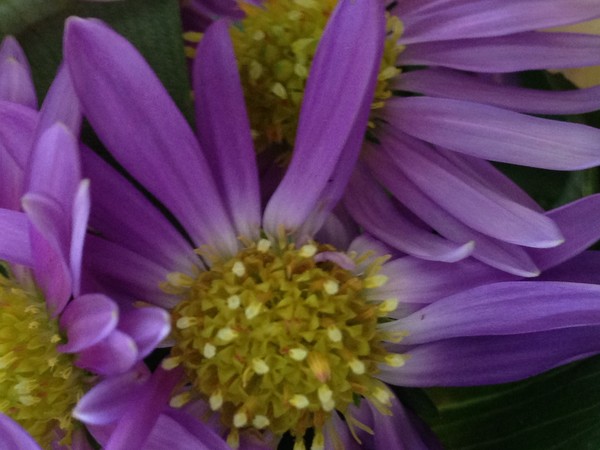 Flower 3
