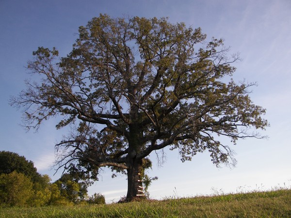 ...the old oak tree...