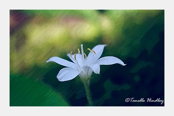 Wild Flower