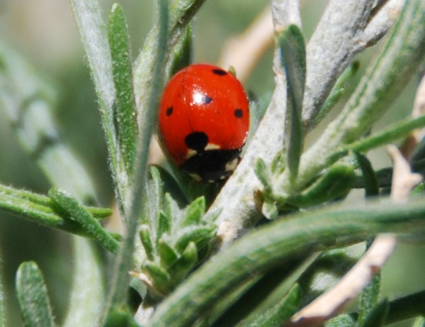 Lady-Bug