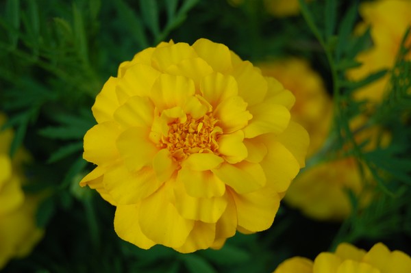 Yellow flower