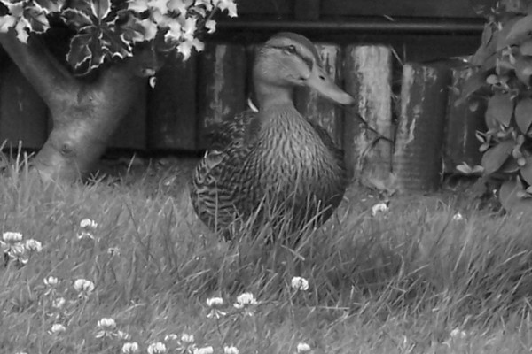 Duck
