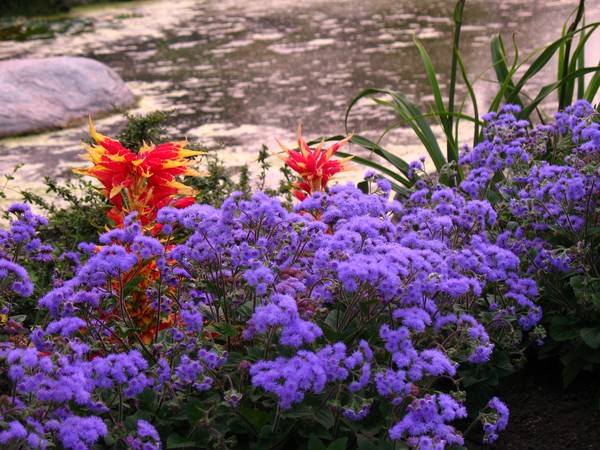 Flower pond