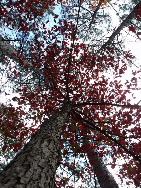 Shades of Red
