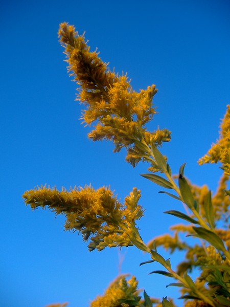 Golden Rod