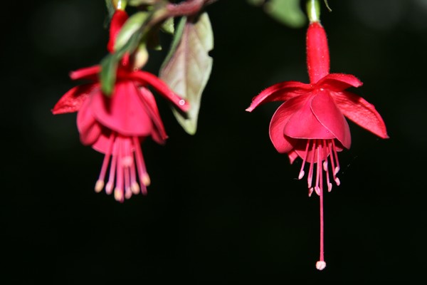 Bleeding Hearts