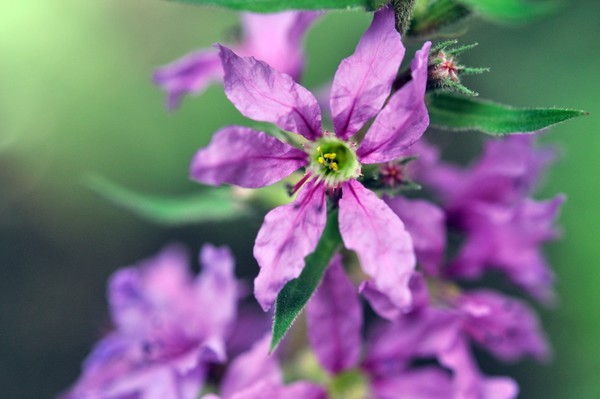 Violet
