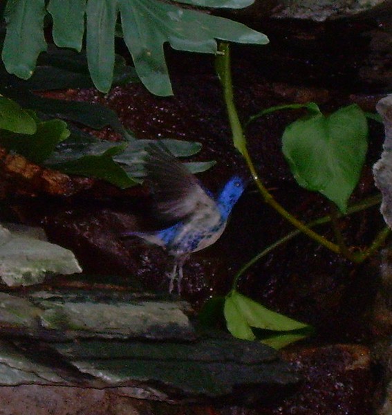 Flapping Bird