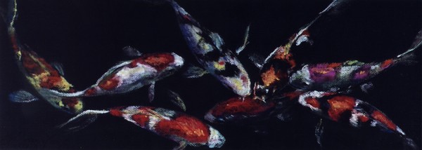 Koi 1