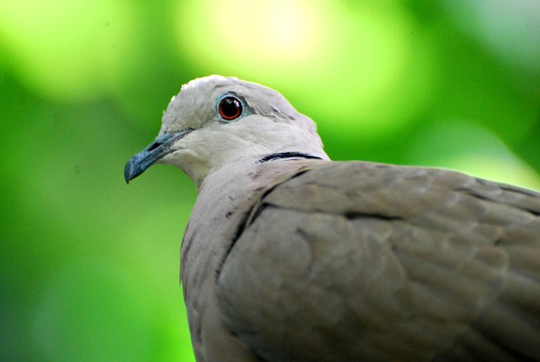Ring Neck Dove
