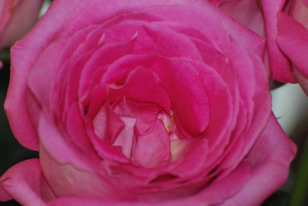 Pink Petals