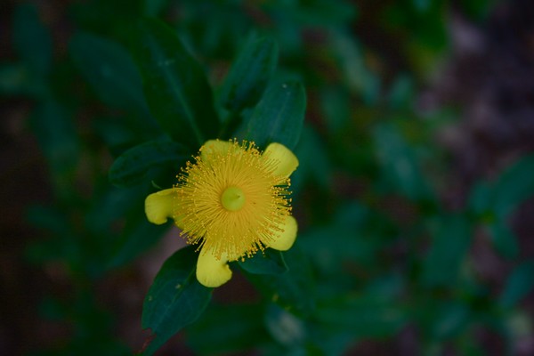 SHaggy St. Johns Wort?