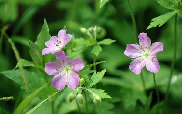 Wild Geranium